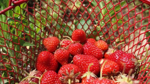 Melomel; or, Strawberries Part I