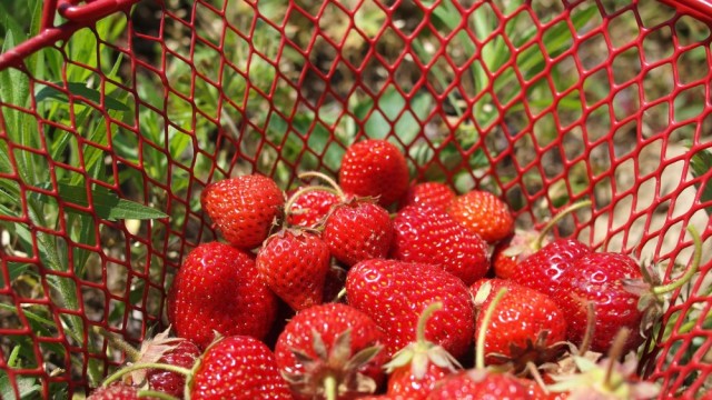 Melomel; or, Strawberries Part I