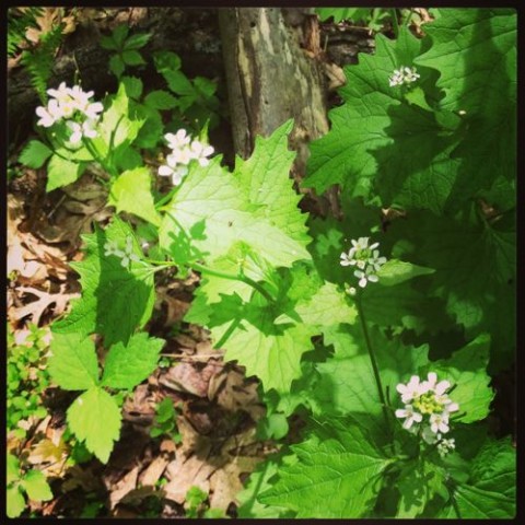 garlic mustard greens in situ