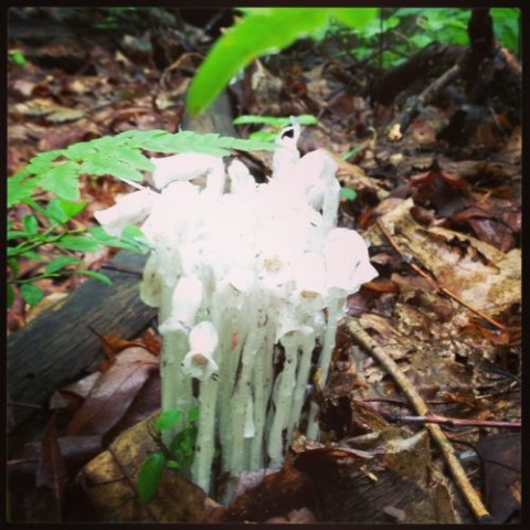 Indian Pipes or "corpse plant"