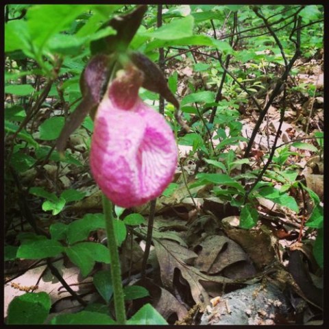 fragile lady's slipper won't last once plucked