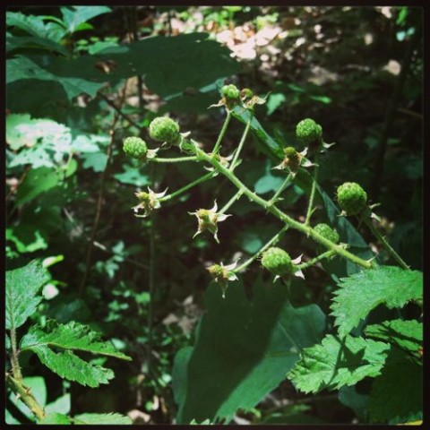 Foraging Unripe