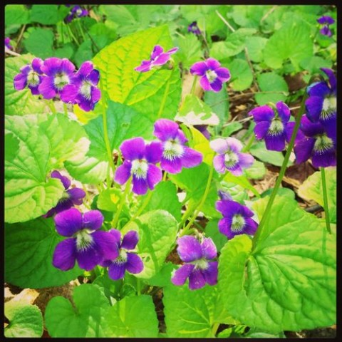 Foraging Violets