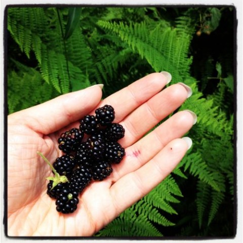 late-summer bramble berries