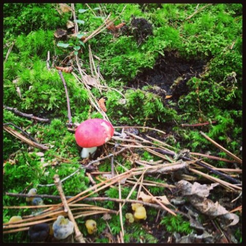 a Russula mushroom -- or maybe a Lactaria...