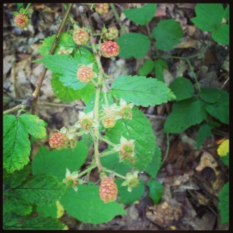 unripe brambles