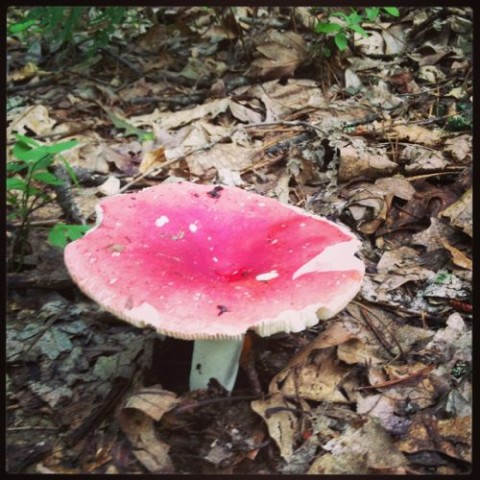 another russula... maybe