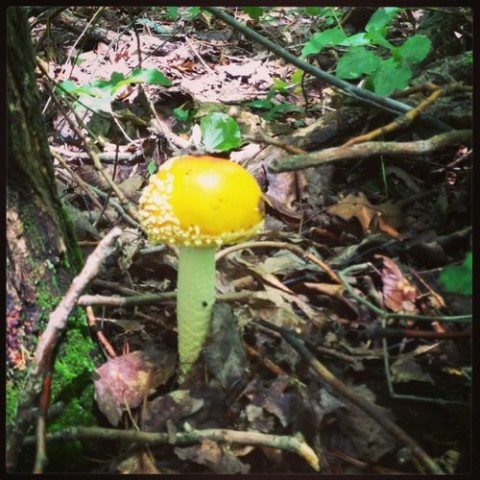 a crusty yellow mystery mushroom