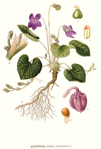 Viola Odorata