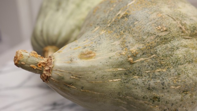 Blue Hubbard Squash Purée