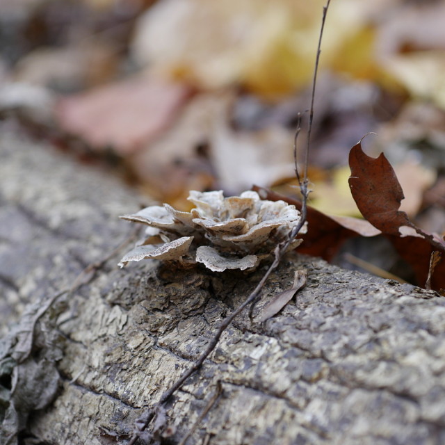 Fall Fungus at the Wissahickon Creek