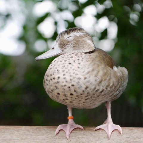 Fowl is Fair: Ringed Teal