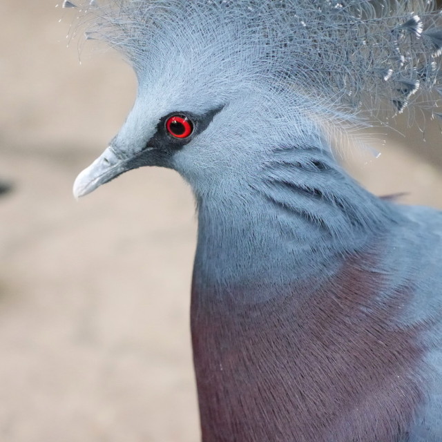 Fowl is Fair: Victoria Crowned Pidgeon