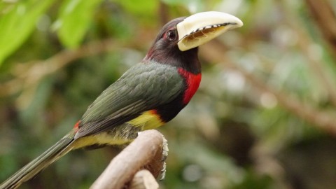 McNeil Avian Center, Philadelphia Zoo