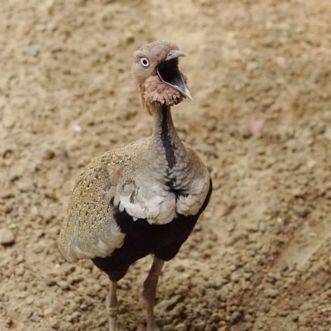 Buff-Crested Bustard