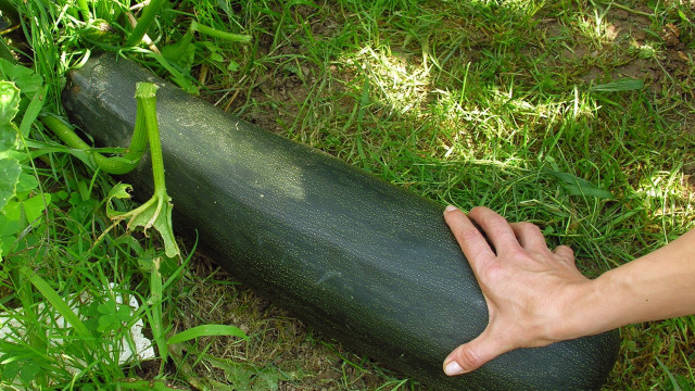 Zucchini Butter