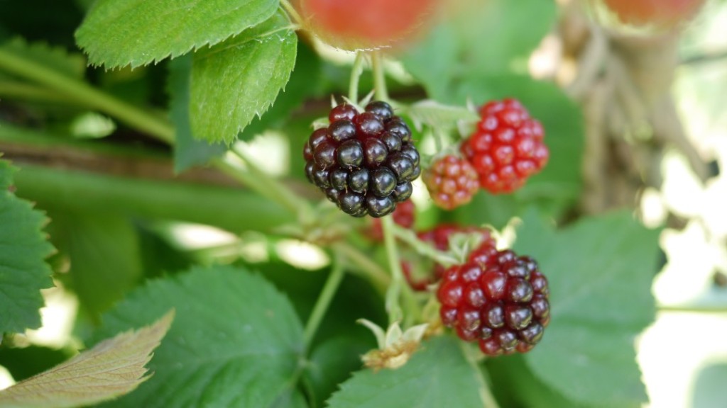Picking Blackberries in New Jersey Twice Cooked