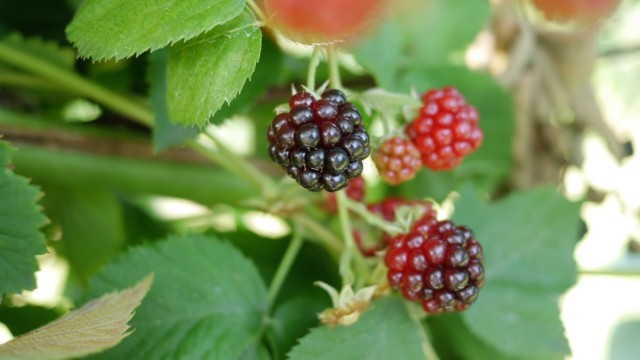 Picking Blackberries in New Jersey