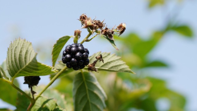 Picking Blackberries in New Jersey