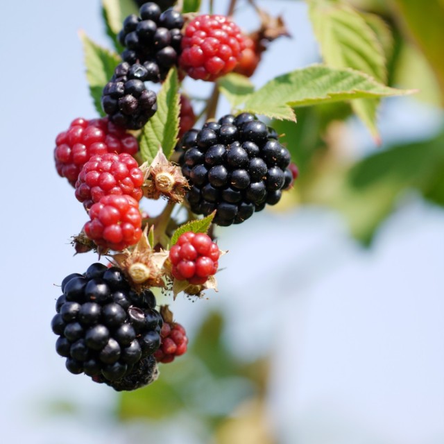 Picking Blackberries in New Jersey