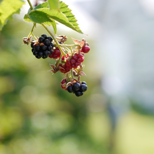 Picking Blackberries in New Jersey