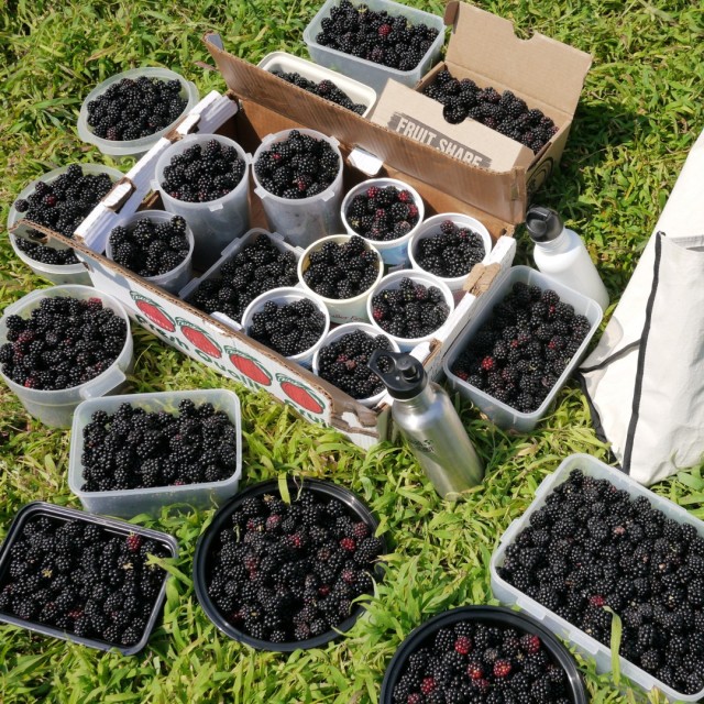 Picking Blackberries in New Jersey